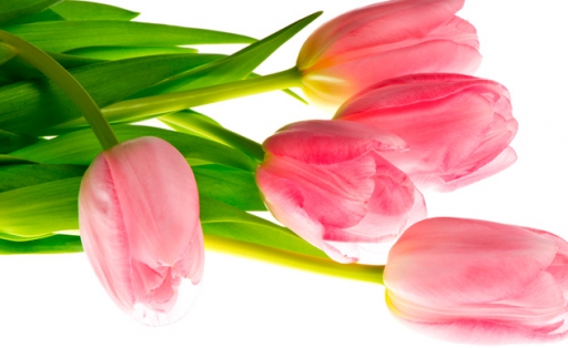 8 марта тюльпаны
