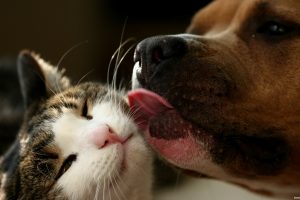 Вложения времени и денег в содержание кошек и собак: что нужно знать до покупки питомца