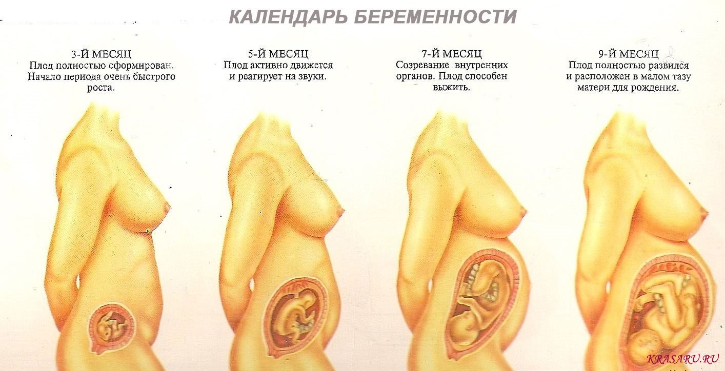 оргазм на первом триместре беременности фото 92