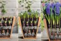 О посадке луковичных цветов: советы и рекомендации