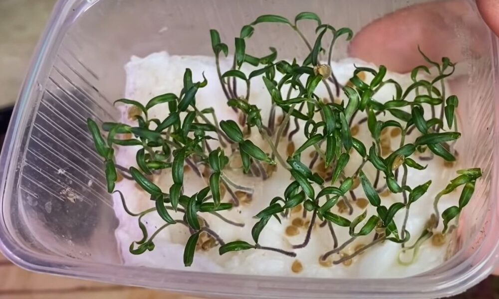 Секреты посева семян: гарантированный урожай на вашем огороде