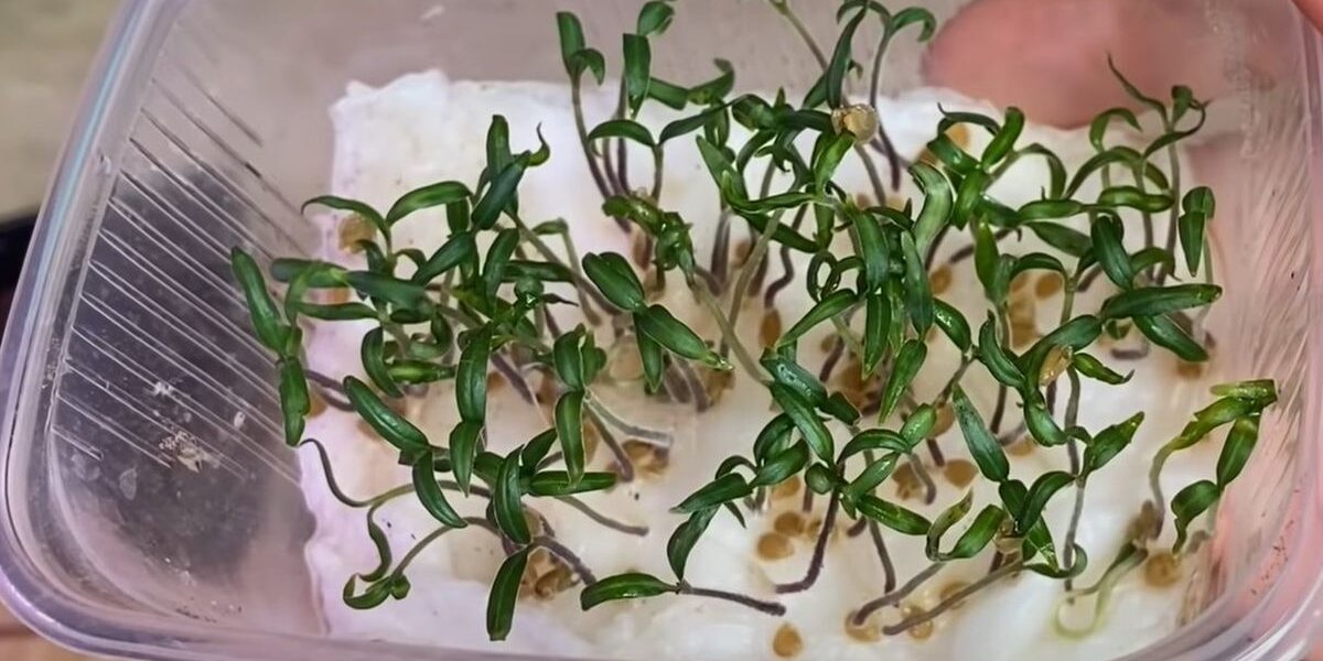 Секреты посева семян: гарантированный урожай на вашем огороде