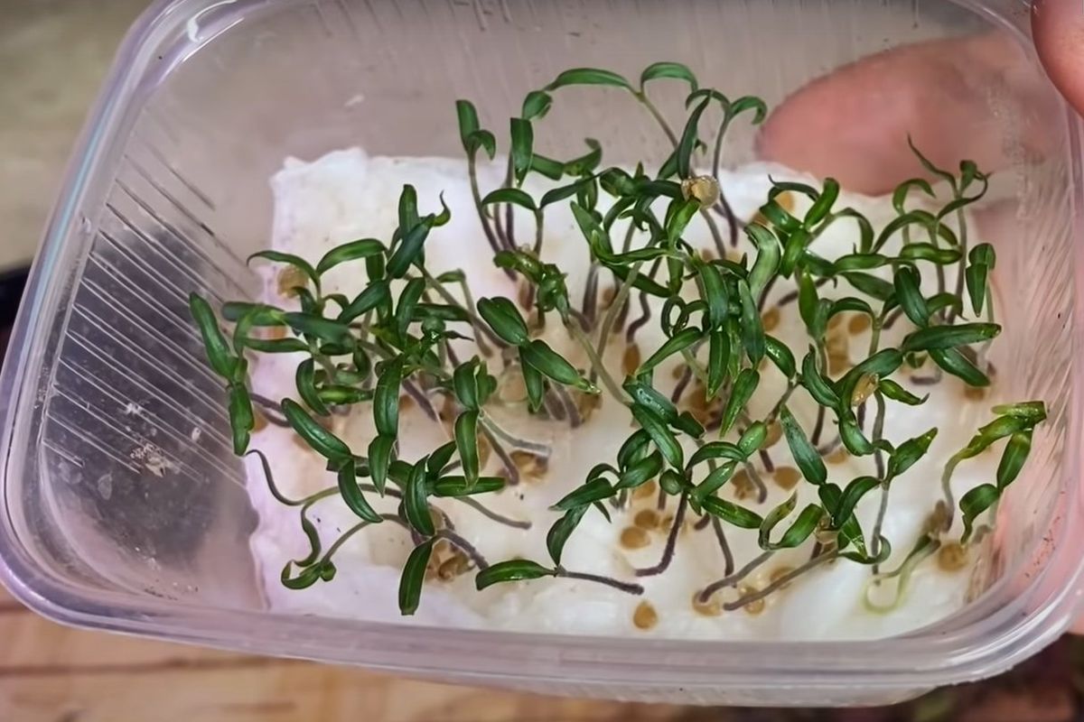 Секреты посева семян: гарантированный урожай на вашем огороде