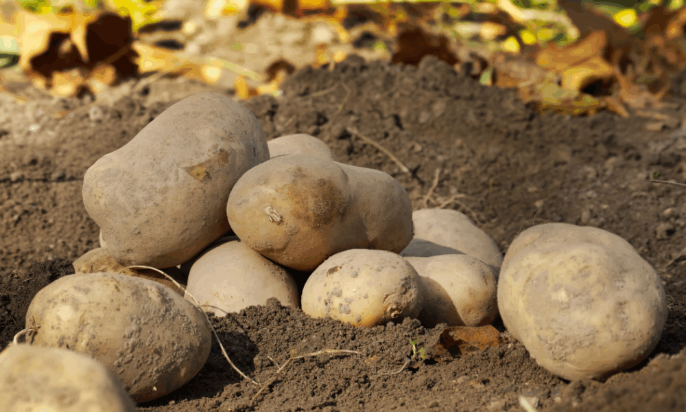 Секреты богатого урожая картофеля: простой способ для каждой хозяйки