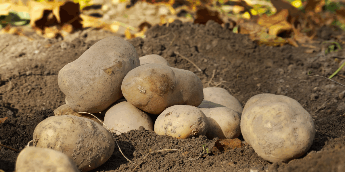 Секреты богатого урожая картофеля: простой способ для каждой хозяйки