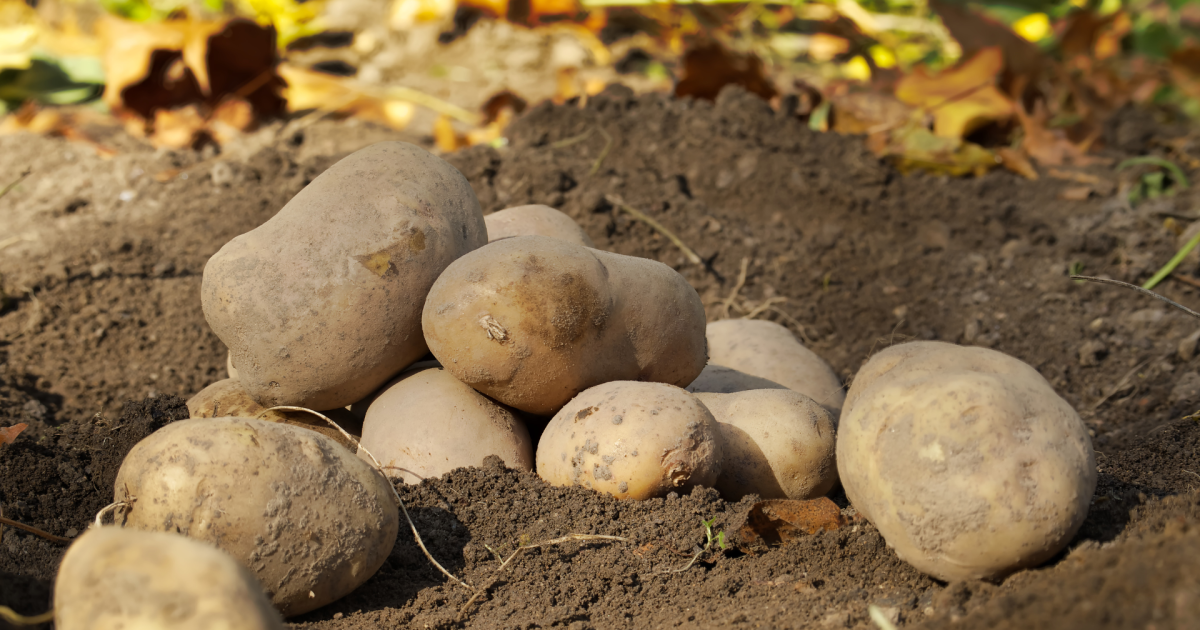 Секреты богатого урожая картофеля: простой способ для каждой хозяйки