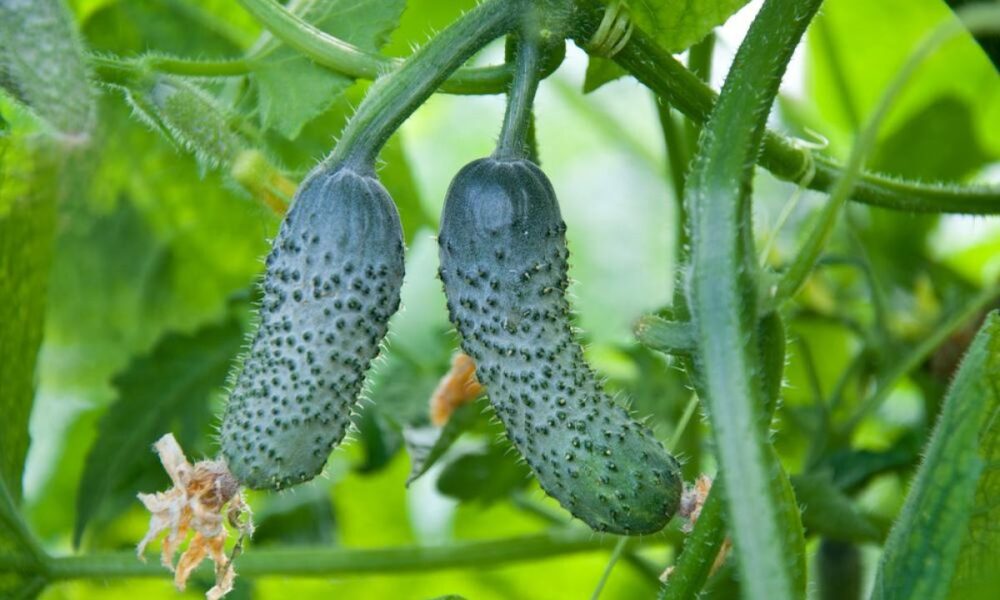 Секреты богатого урожая огурцов: простые советы для каждой хозяйки