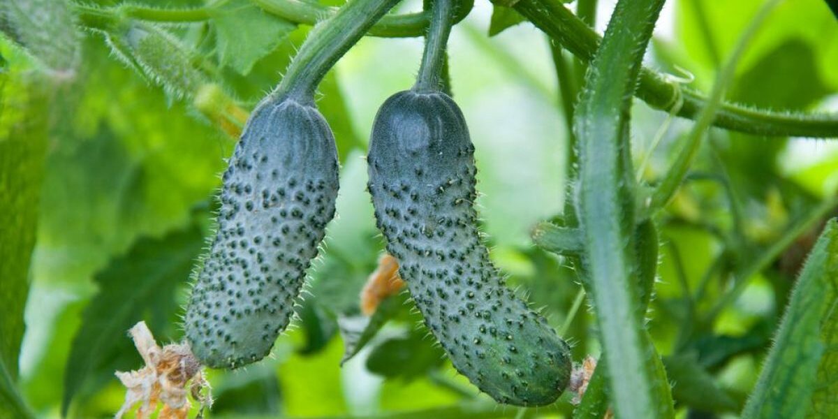 Секреты богатого урожая огурцов: простые советы для каждой хозяйки