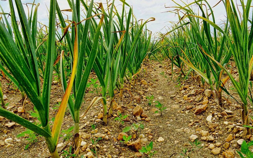 Уход за чесноком в мае: секреты богатого урожая