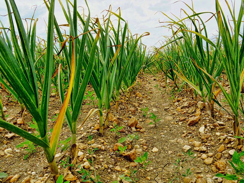 Уход за чесноком в мае: секреты богатого урожая