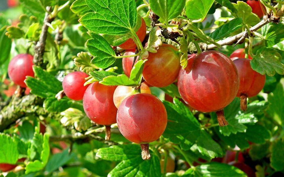 Чем подкормить крыжовник в мае для богатого урожая: советы хозяйкам
