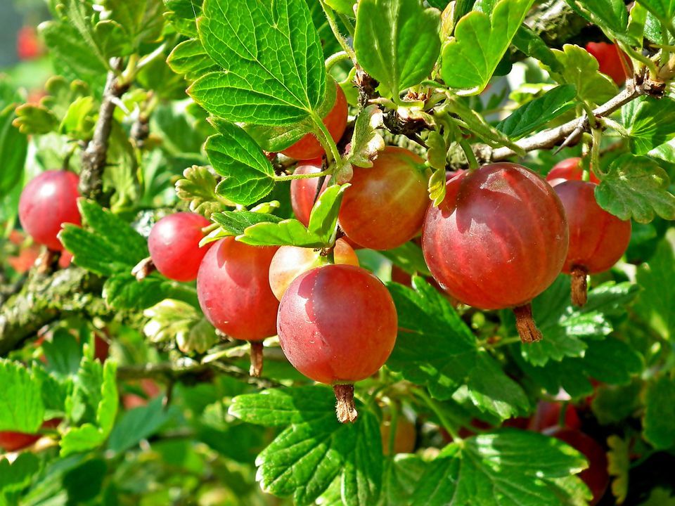 Чем подкормить крыжовник в мае для богатого урожая: советы хозяйкам