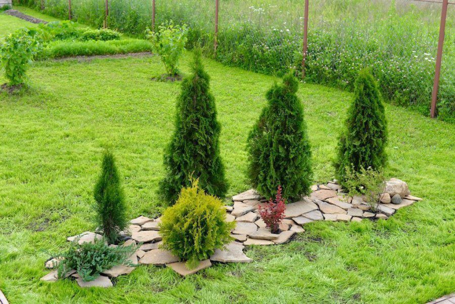 Туя в доме и на участке: приметы, суеверия и полезные советы хозяйкам