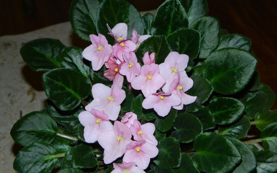 Пышное цветение комнатных растений: копеечное удобрение из вашей кухни