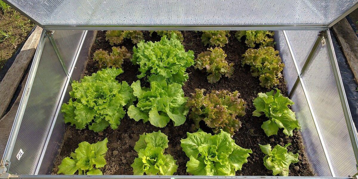 Выращивание рассады салата: полезные советы и секреты успеха
