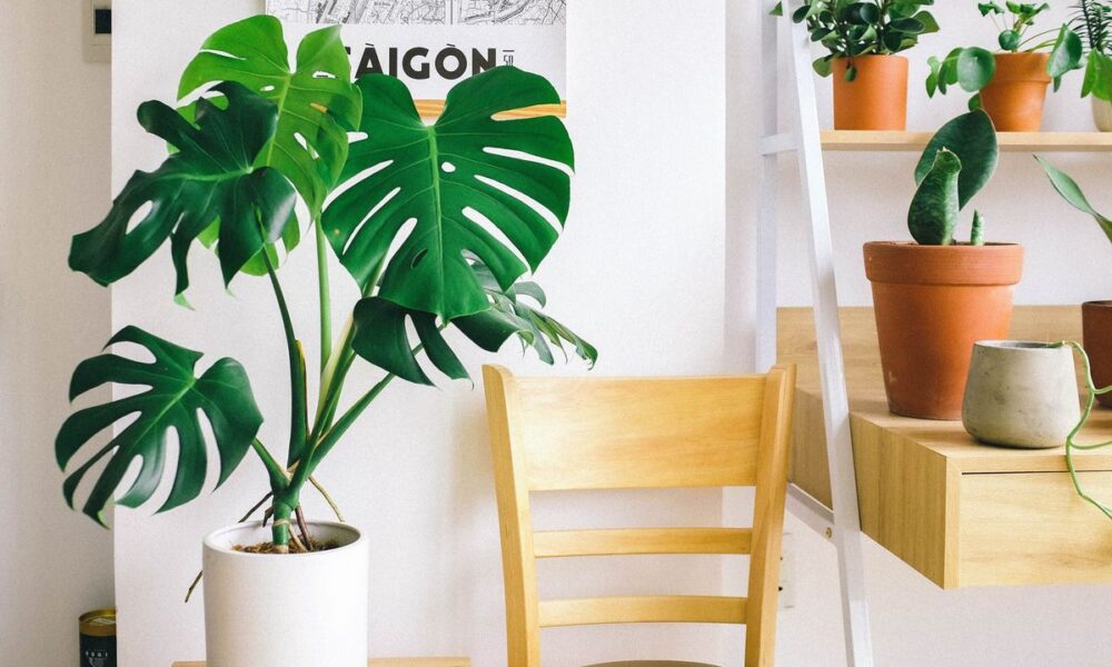 Комнатные растения для светлого интерьера: топ-7 лучших вариантов для дома