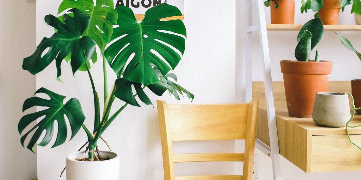 Комнатные растения для светлого интерьера: топ-7 лучших вариантов для дома