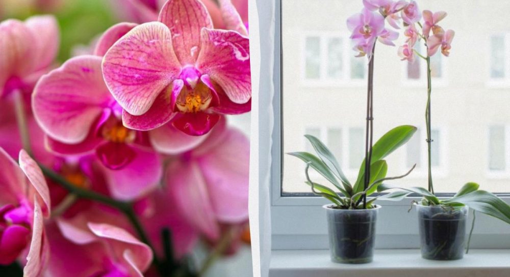 Как заставить орхидею цвести: натуральное удобрение своими руками