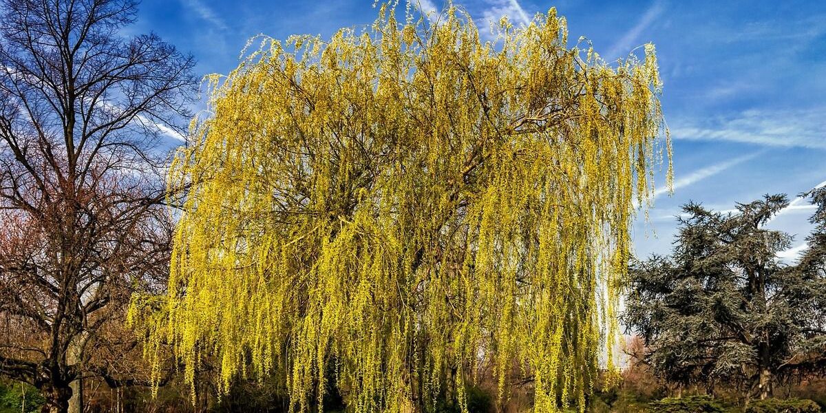 Растения для влажного сада: выбираем деревья и кустарники