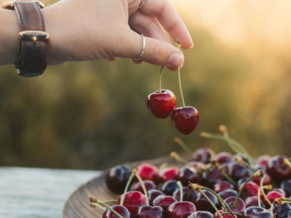 Как избавиться от червей в черешне: советы хозяйкам