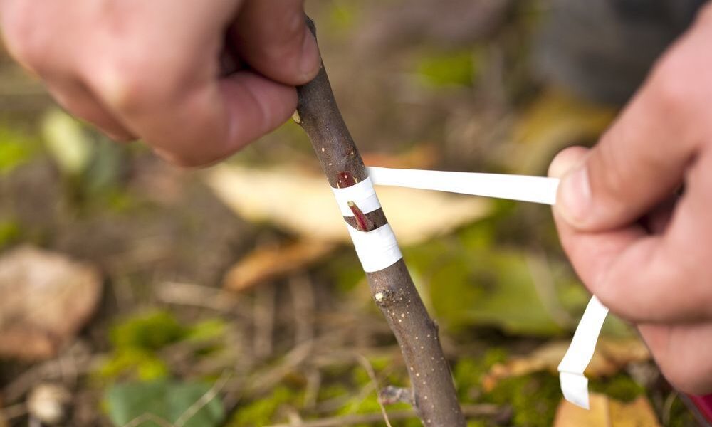 Всё о прививке орехов: советы для садоводов