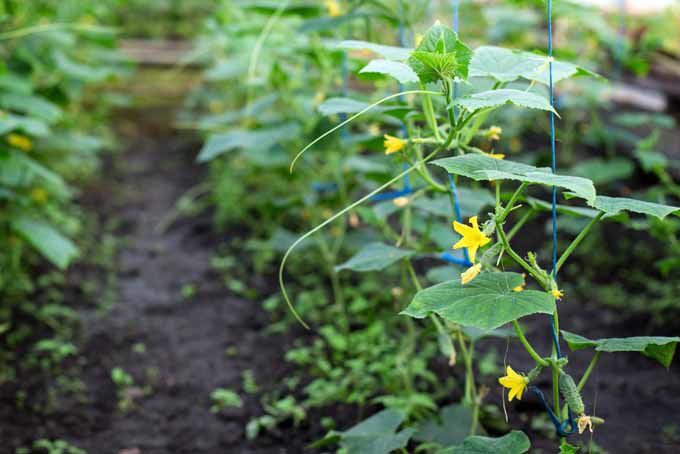Рассада огурцов: главные ошибки и секреты богатого урожая