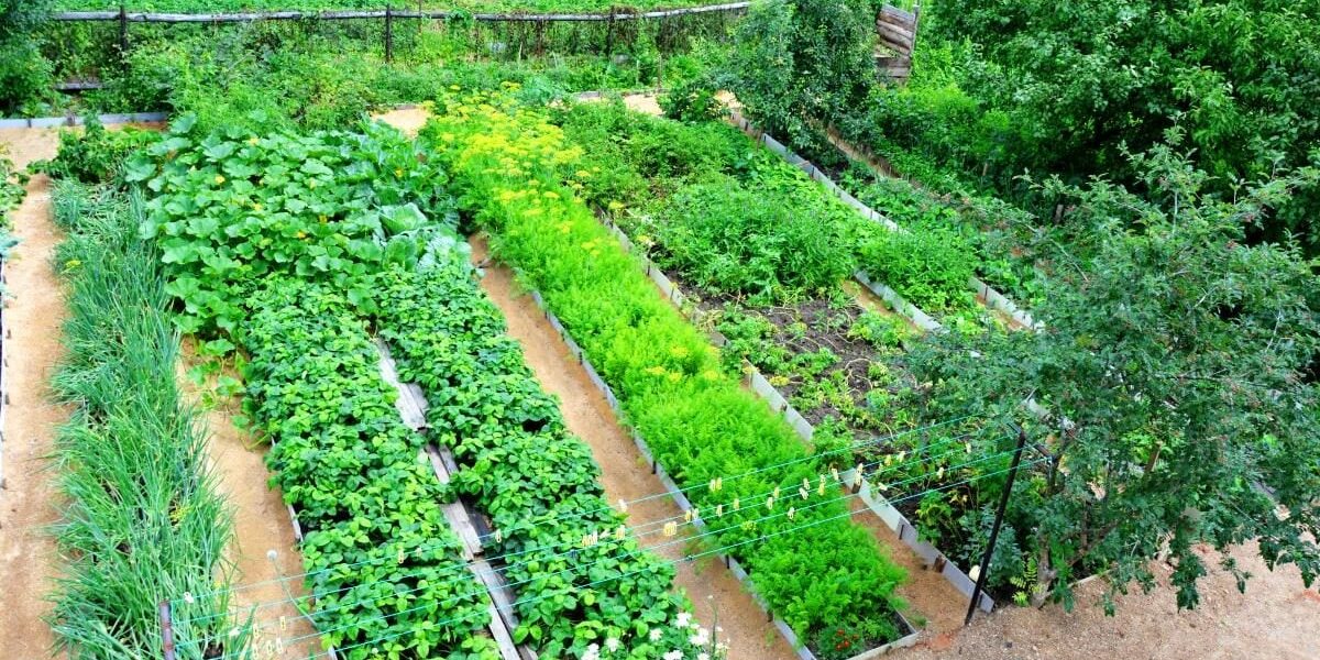 Картофельные очистки в огороде: секреты богатого урожая