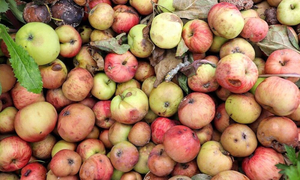 Осенние секреты плодородия: что закопать в саду для богатого урожая