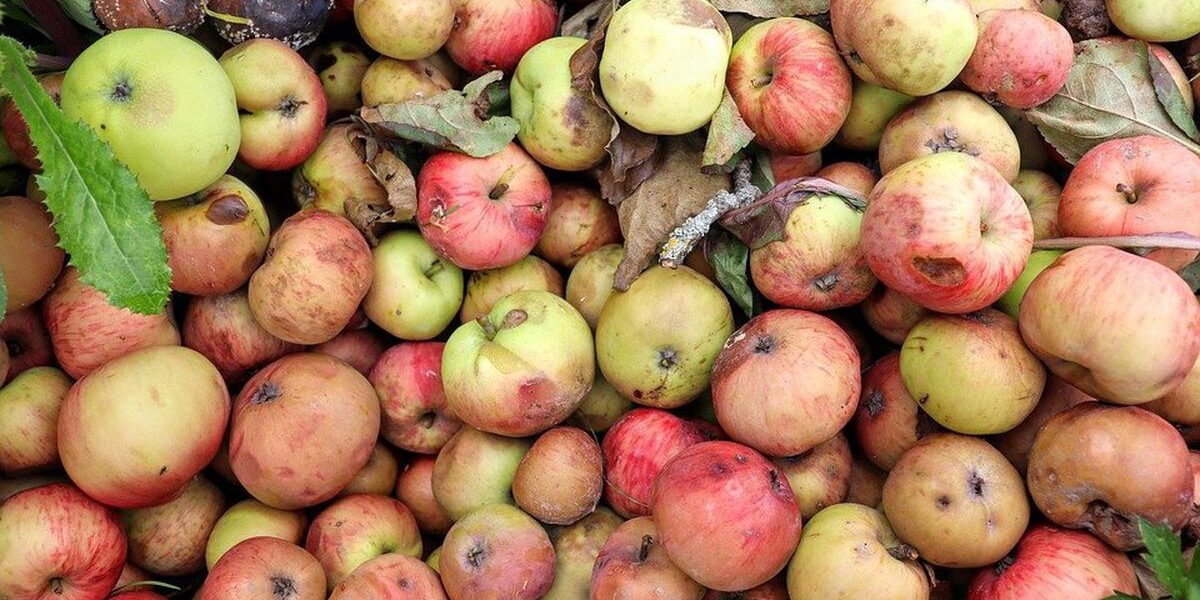 Осенние секреты плодородия: что закопать в саду для богатого урожая