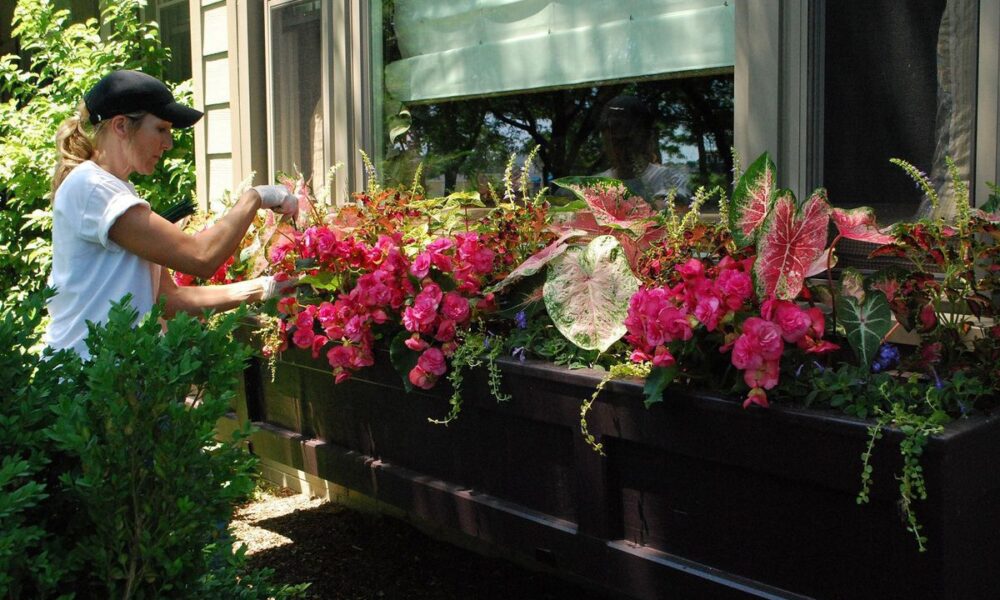 Уход за комнатными растениями в конце лета: советы хозяйкам