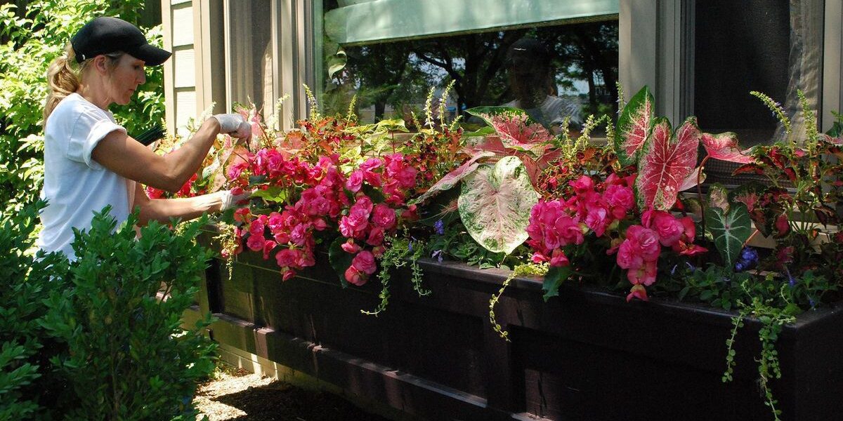 Уход за комнатными растениями в конце лета: советы хозяйкам