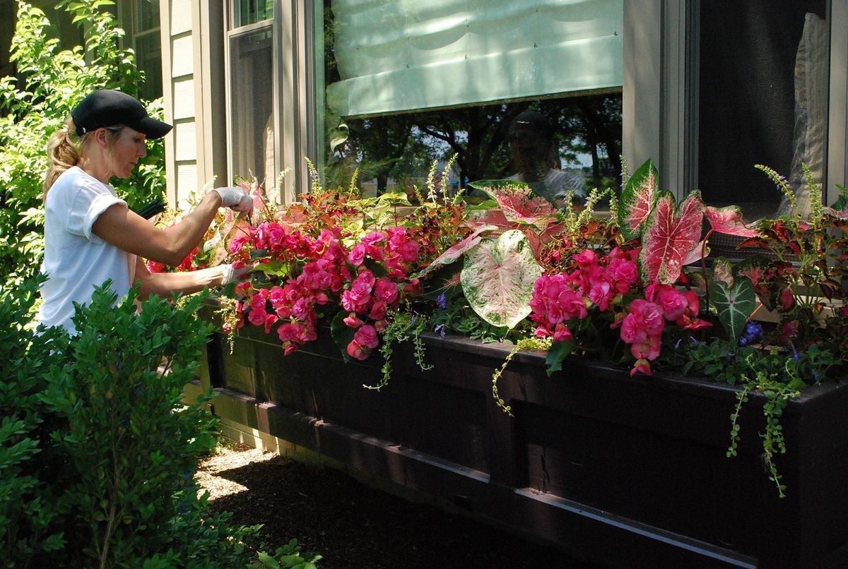 Уход за комнатными растениями в конце лета: советы хозяйкам