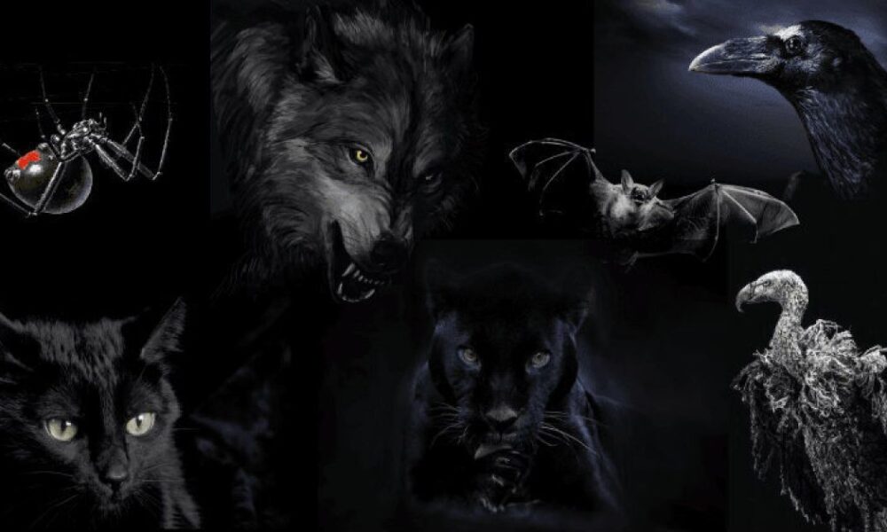 Какой зверь вас привлекает: узнайте темные стороны своей личности