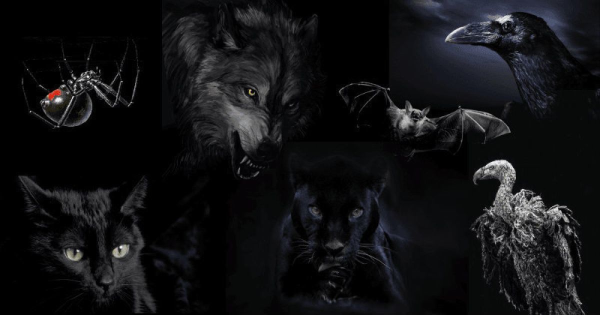 Какой зверь вас привлекает: узнайте темные стороны своей личности