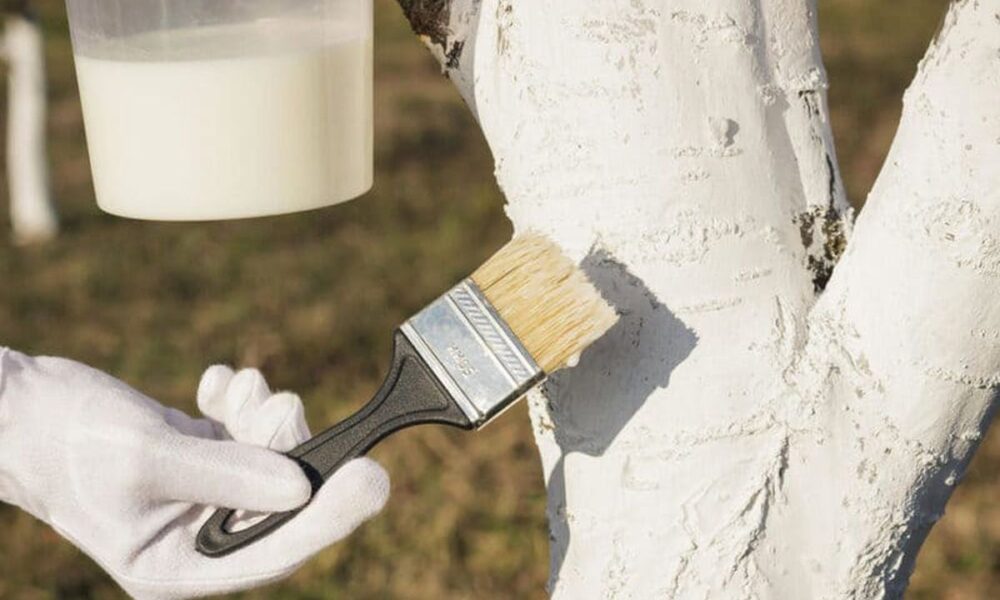 Почему осыпается побелка на деревьях: причины и решения для сада