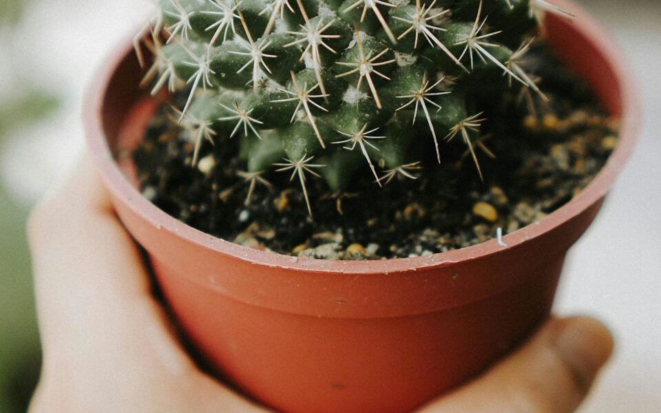 Укололась кактусом: что это значит и как избежать неприятностей