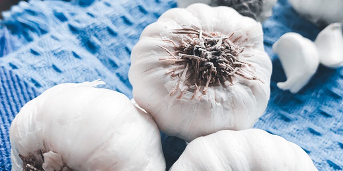 Зола в огороде: почему не стоит удобрять ею чеснок и другие растения