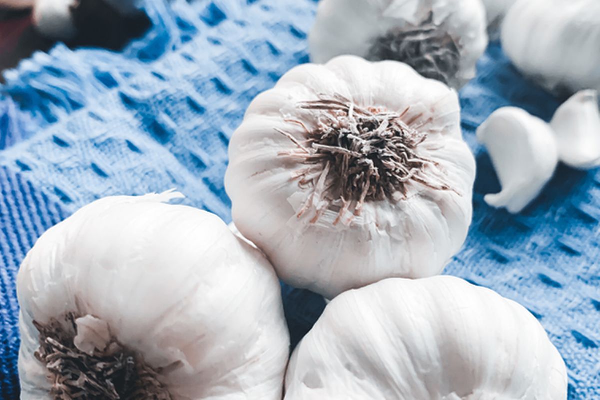 Зола в огороде: почему не стоит удобрять ею чеснок и другие растения