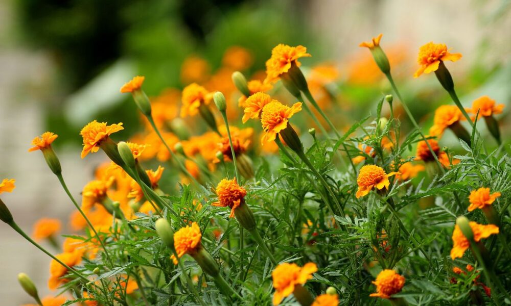 Цветник без проблем: как правильно сочетать однолетние и многолетние цветы