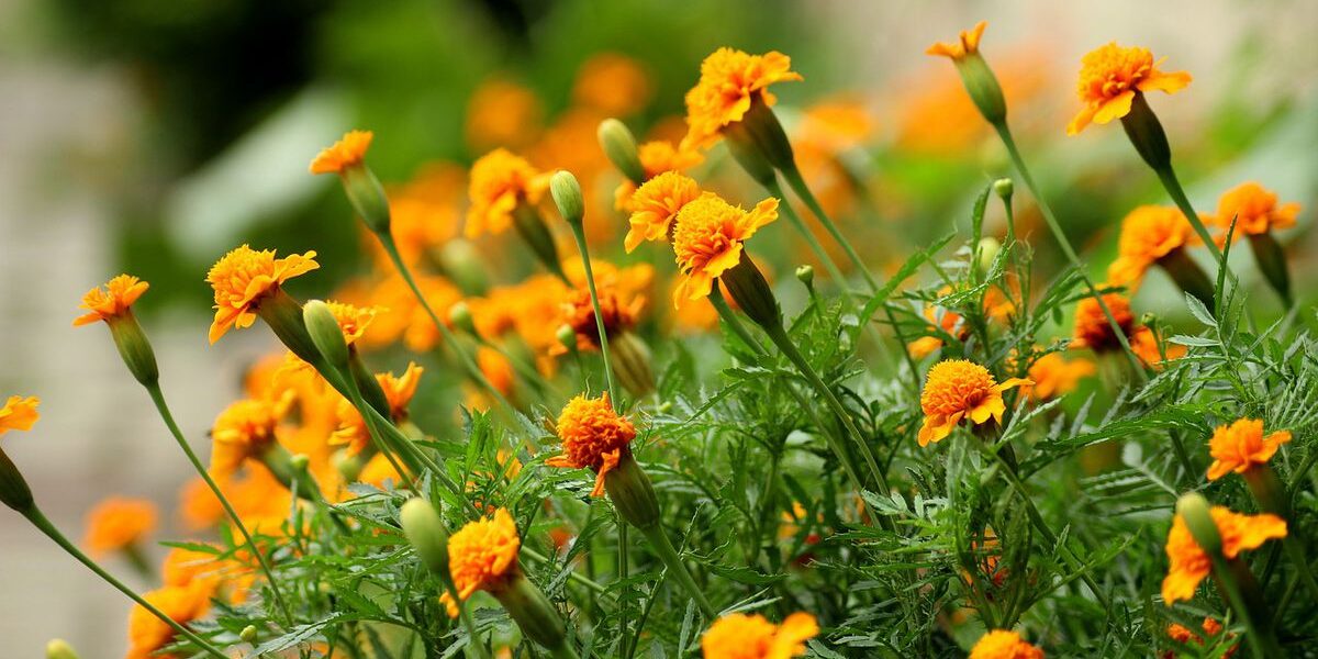 Цветник без проблем: как правильно сочетать однолетние и многолетние цветы