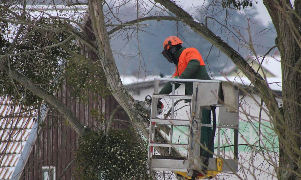 Обрезка деревьев зимой: советы для начинающих садоводов