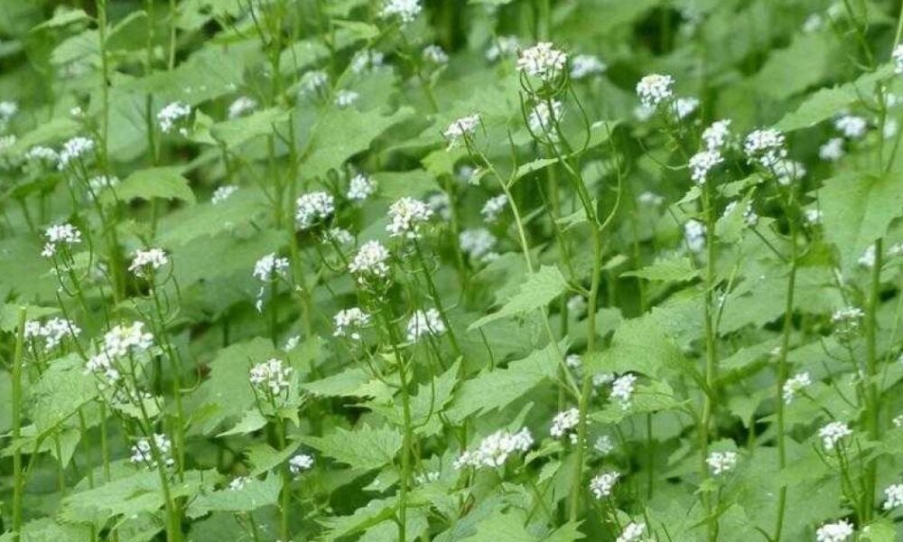 Плодородная земля без перекопки: секреты и посадки в ноябре для богатого урожая