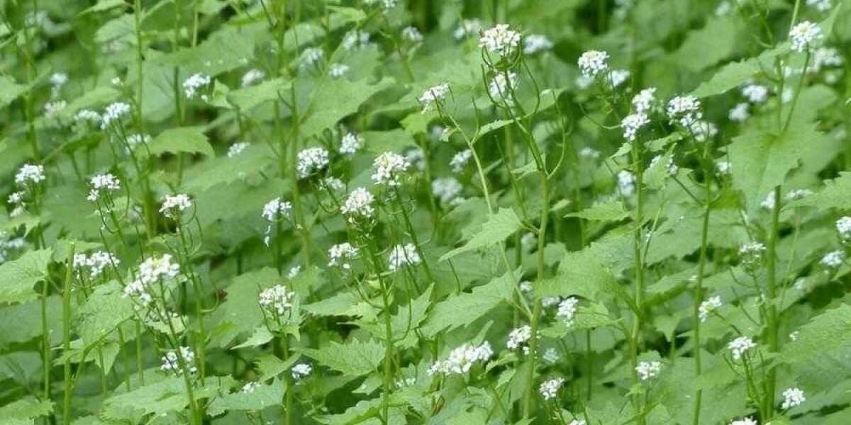 Плодородная земля без перекопки: секреты и посадки в ноябре для богатого урожая