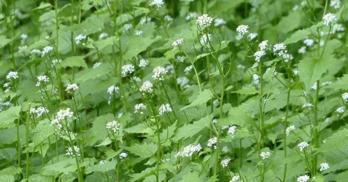 Плодородная земля без перекопки: секреты и посадки в ноябре для богатого урожая
