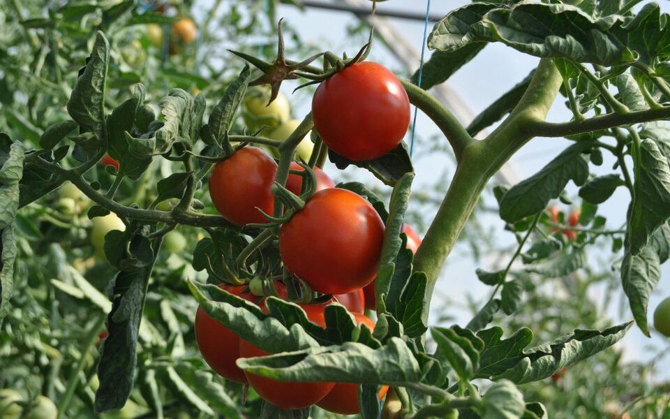 Скручиваются листья у помидоров: эффективные способы спасти урожай