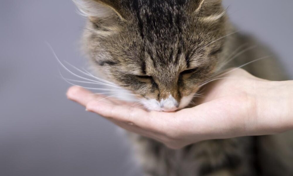 Чем нельзя кормить кота: опасные продукты и полезные советы для хозяек