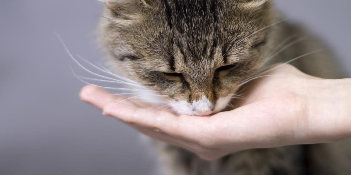 Чем нельзя кормить кота: опасные продукты и полезные советы для хозяек