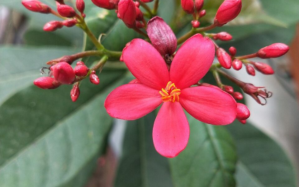 Перекись водорода для комнатных растений: неожиданные способы применения