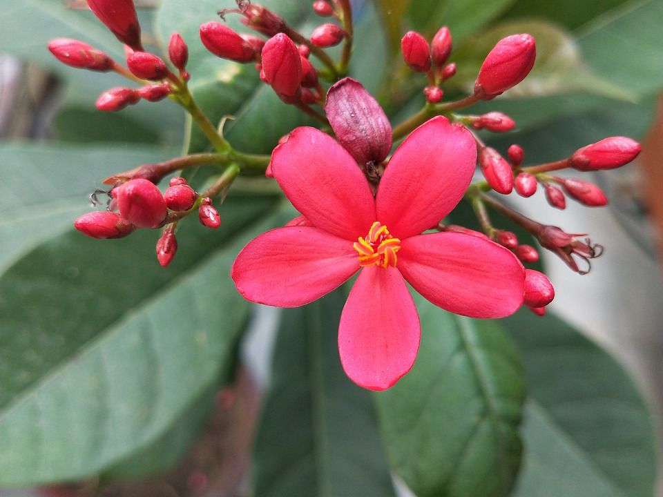 Перекись водорода для комнатных растений: неожиданные способы применения