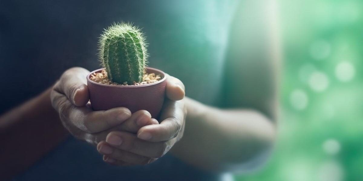 Где размещать суккуленты и как правильно за ними ухаживать: полезные секреты для дома